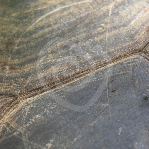 Close up Aldabra tortoise shield - Nature Stock Photo Agency