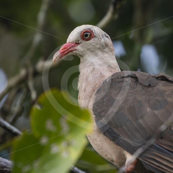 Close up of pink pigeon - Nature Stock Photo Agency