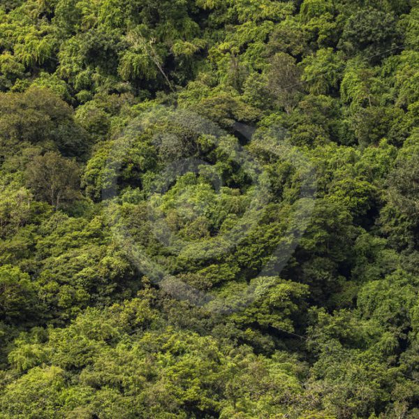 Dense green forest from the sky - Nature Stock Photo Agency