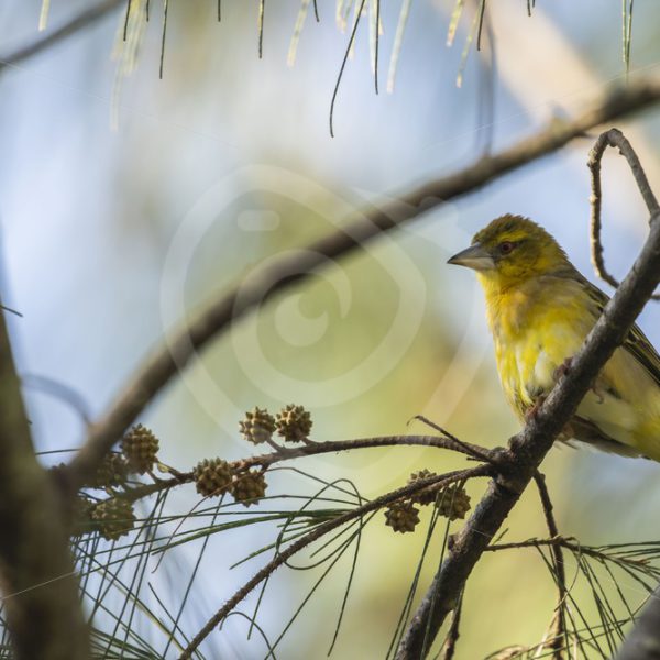 Female village weaver - Nature Stock Photo Agency