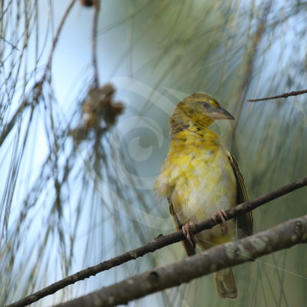 Female village weaver looking up - Nature Stock Photo Agency