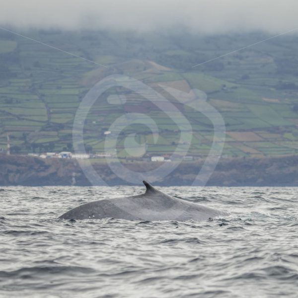 Fin whale in front of agrarian coast of Pico - Nature Stock Photo Agency