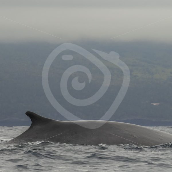 Fin whale near the shore of Lajes - Nature Stock Photo Agency