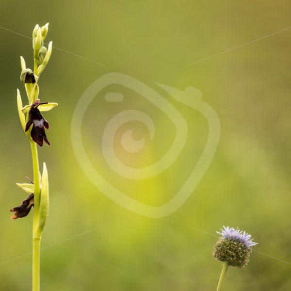 Fly orchid near the Viroin region, Belgium - Nature Stock Photo Agency