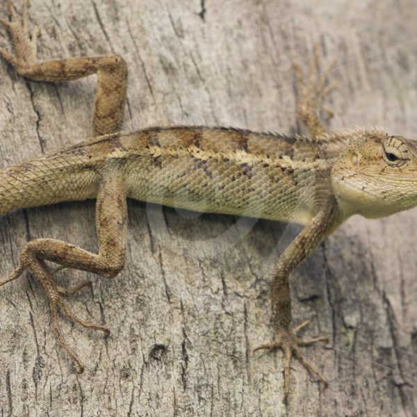 Garden lizard sideways on a tree - Nature Stock Photo Agency