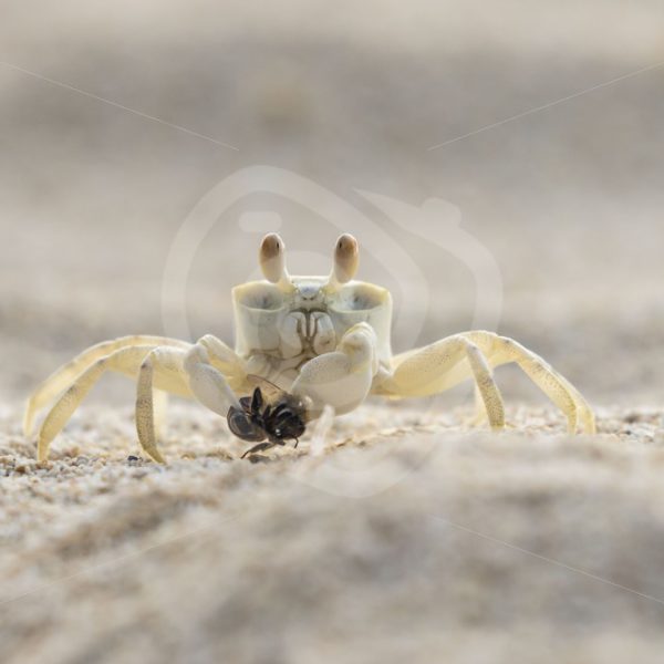 Ghost crab caught a bee - Nature Stock Photo Agency