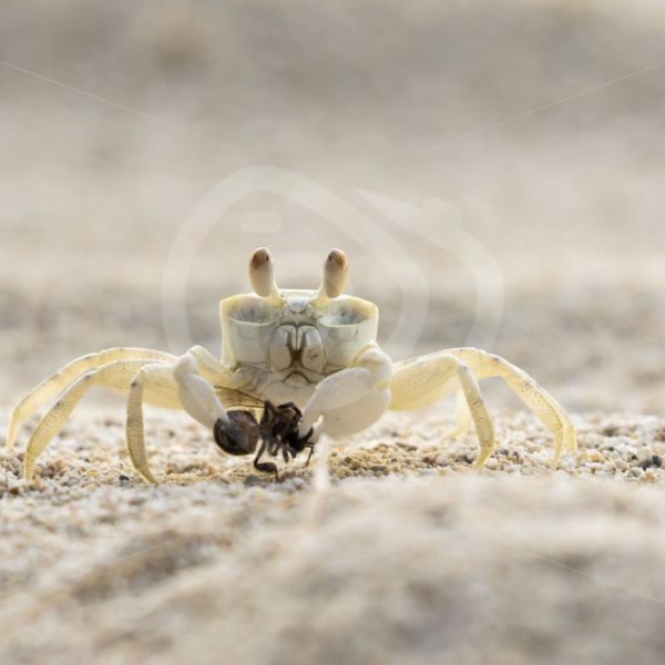 Ghost crab caught a sand bee - Nature Stock Photo Agency