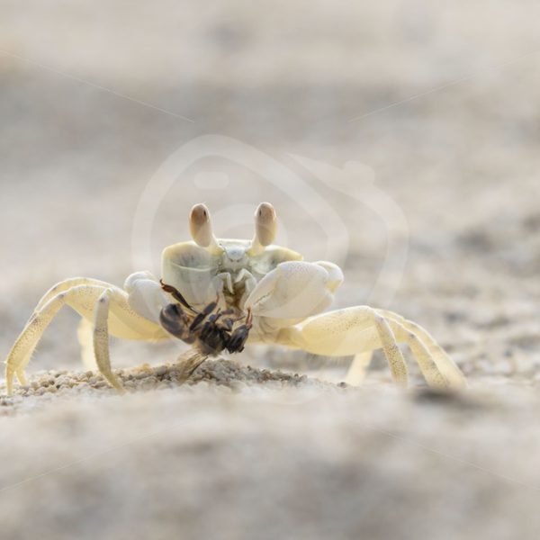 Ghost crab eating a bee - Nature Stock Photo Agency