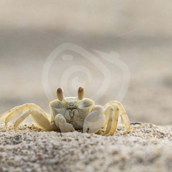 Ghost crab looking for a prey on the beach - Nature Stock Photo Agency