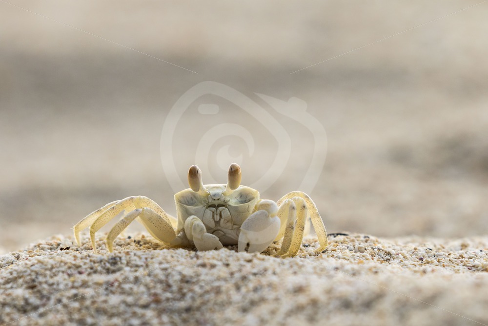Ghost crab looking for a prey on the beach - Nature Stock Photo Agency