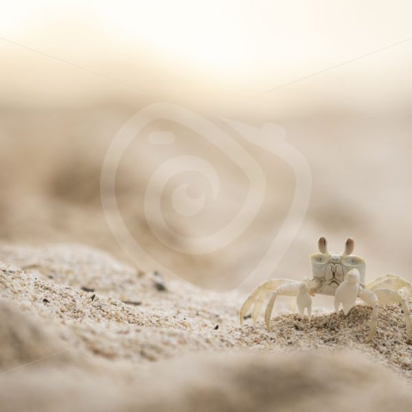 Ghost crab near his shelter - Nature Stock Photo Agency