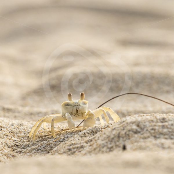 Ghost crab on the beach - Nature Stock Photo Agency