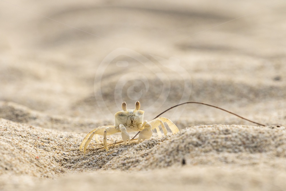 Ghost crab on the beach - Nature Stock Photo Agency