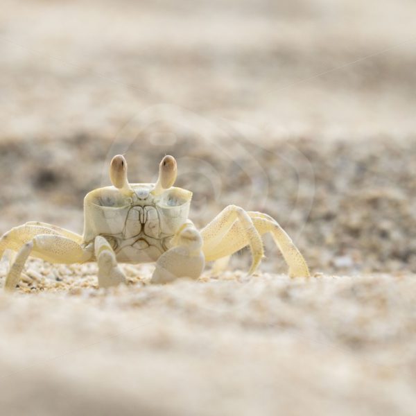 Ghost crab on the lookout - Nature Stock Photo Agency