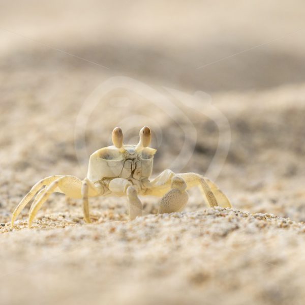 Ghost crab walking walking the beach - Nature Stock Photo Agency