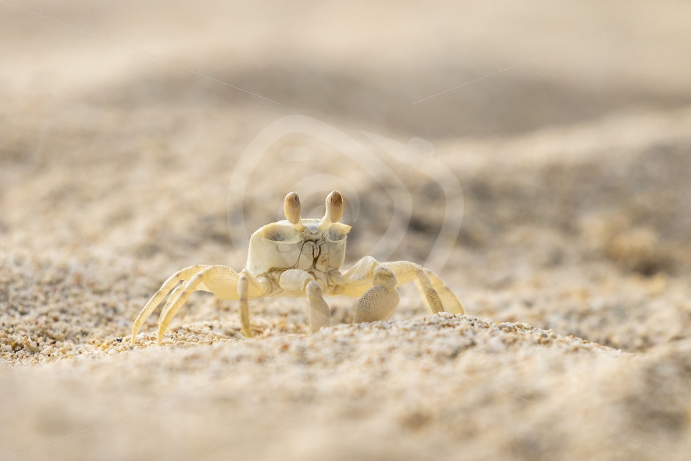 Ghost crab walking walking the beach - Nature Stock Photo Agency