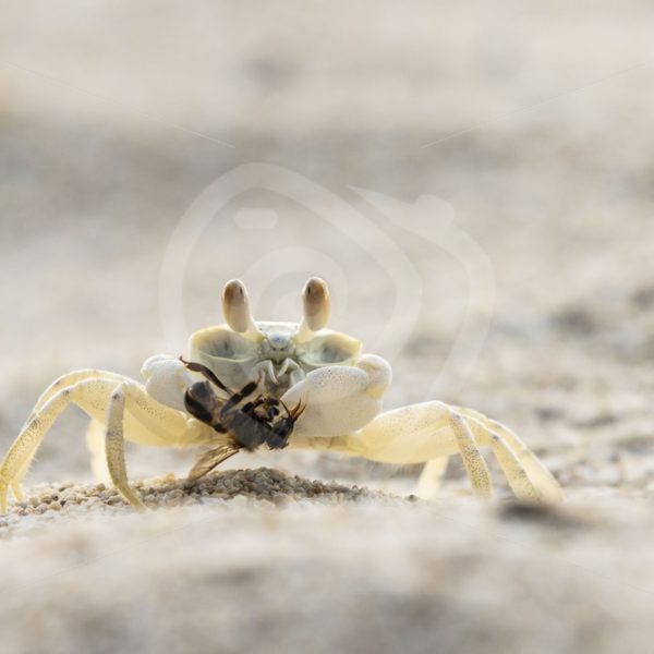 Ghost crab with a bee - Nature Stock Photo Agency
