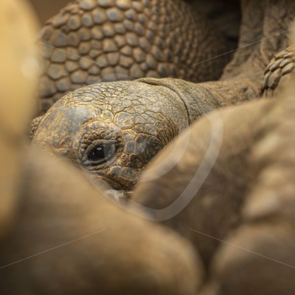 Giant Aldabra tortoise - Nature Stock Photo Agency