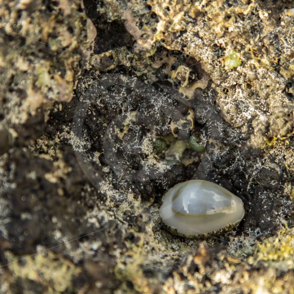 Gold ring cowrie on the reef - Nature Stock Photo Agency