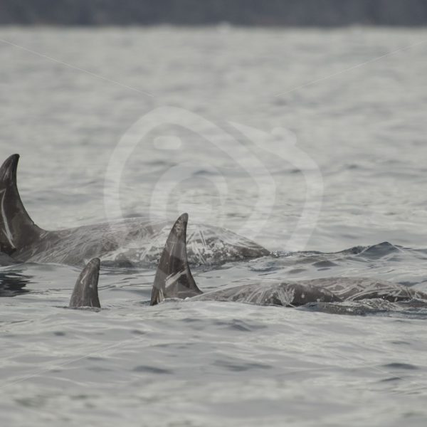 Group of Risso’s dolphins - Nature Stock Photo Agency