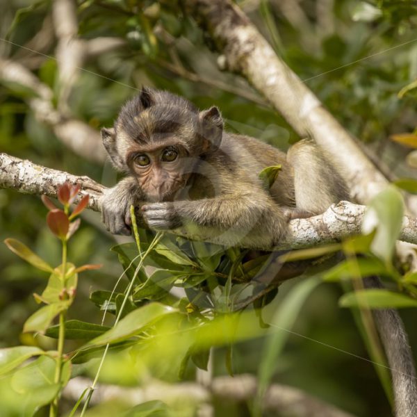 Juvenile long-tailed macaque in a tree - Nature Stock Photo Agency