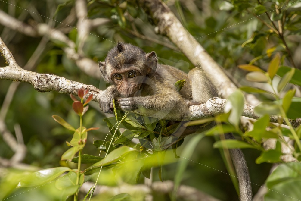 Juvenile long-tailed macaque in a tree - Nature Stock Photo Agency