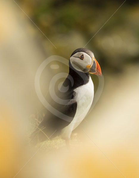 Looking through the bushes for a puffin - Nature Stock Photo Agency
