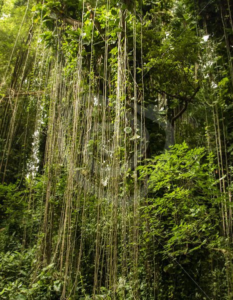 Lush tropical rainforest view - Nature Stock Photo Agency