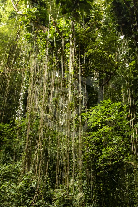Lush tropical rainforest view - Nature Stock Photo Agency