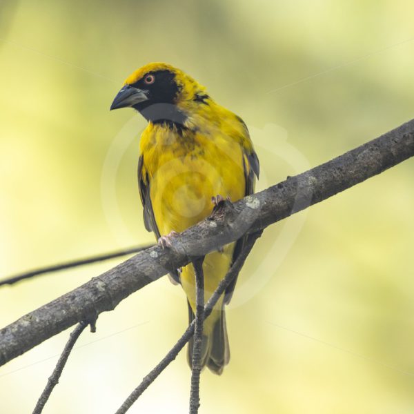 Male village weaver on a branch - Nature Stock Photo Agency