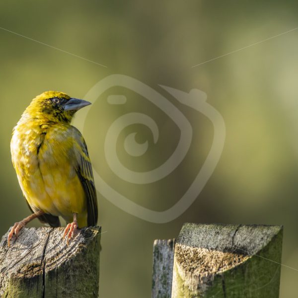 Male village weaver on a pole - Nature Stock Photo Agency