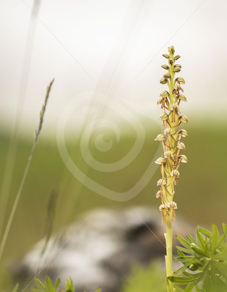 Man orchid in the south of Belgium - Nature Stock Photo Agency