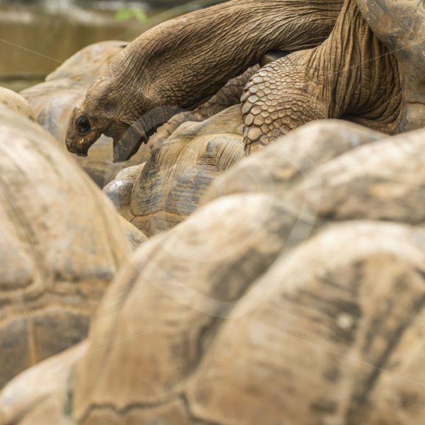 Mating giant Aldabra tortoises - Nature Stock Photo Agency