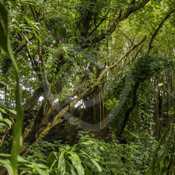 Mauritian rain forest - Nature Stock Photo Agency