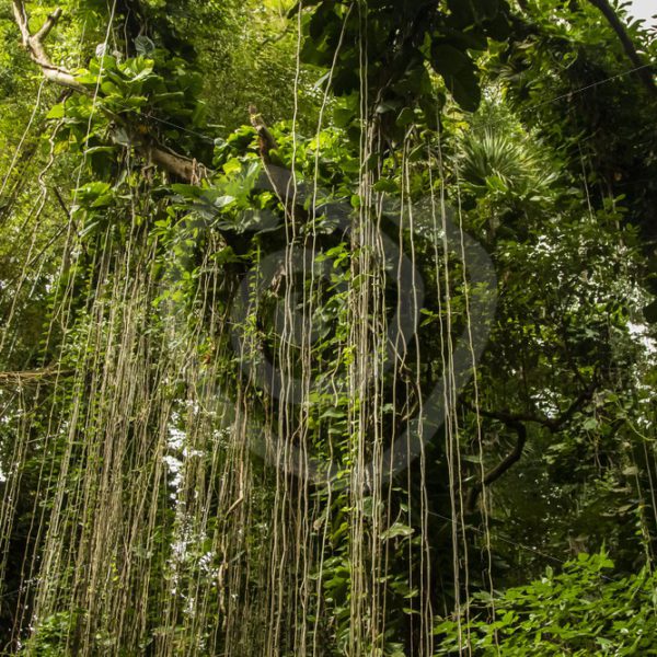 Mauritian rainforest - Nature Stock Photo Agency