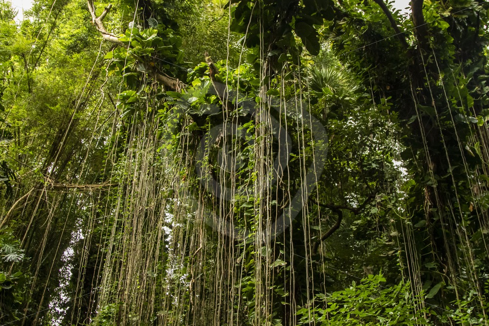 Mauritian rainforest - Nature Stock Photo Agency