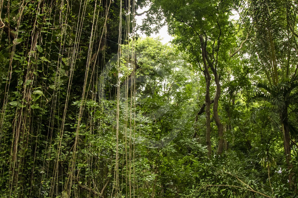 Mauritian rainforest view - Nature Stock Photo Agency