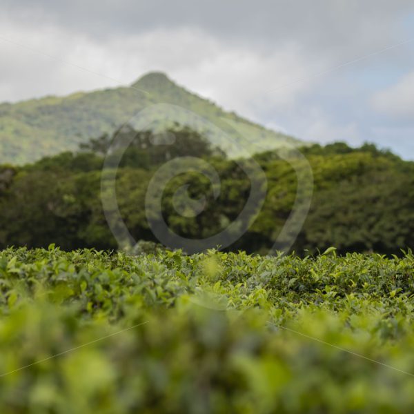 Mauritian tea plantation landscape - Nature Stock Photo Agency