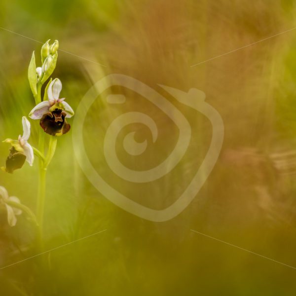 Orchis Apifera with a bokeh effect - Nature Stock Photo Agency