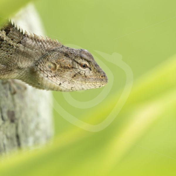 Oriental garden lizard in between leaves - Nature Stock Photo Agency