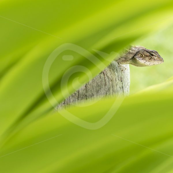 Oriental garden lizard through the leaves - Nature Stock Photo Agency