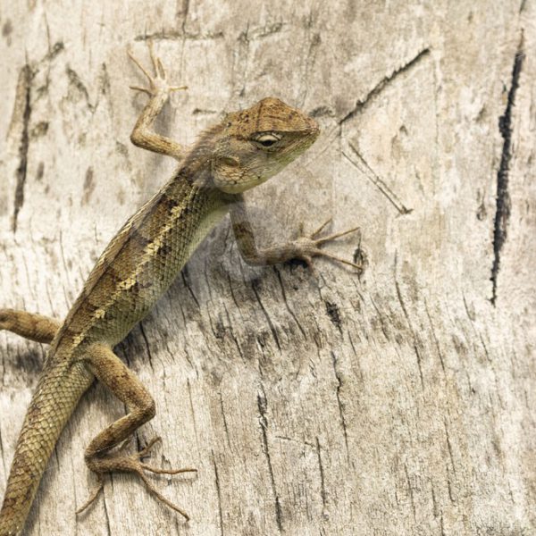 Oriental lizard climbing in a tree - Nature Stock Photo Agency