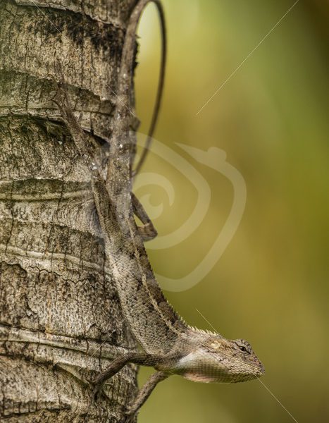 Oriental lizard upside down on a tree - Nature Stock Photo Agency