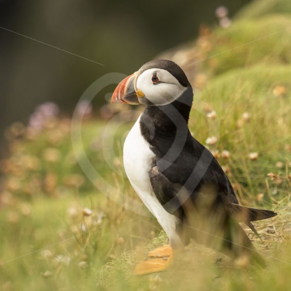 Puffin on Sumburgh rocks - Nature Stock Photo Agency