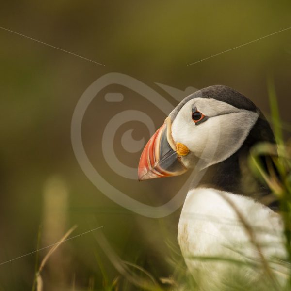Puffin portrait - Nature Stock Photo Agency