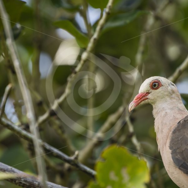 Rare pink pigeon on Ile Aux Egrettes - Nature Stock Photo Agency