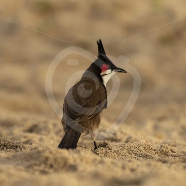 Red-whiskered Bulbul on sandy ground - Nature Stock Photo Agency