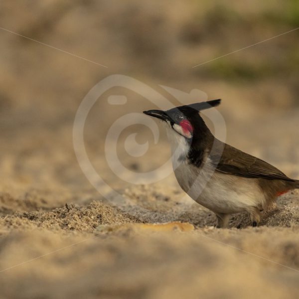 Red-whiskered Bulbul on the ground - Nature Stock Photo Agency