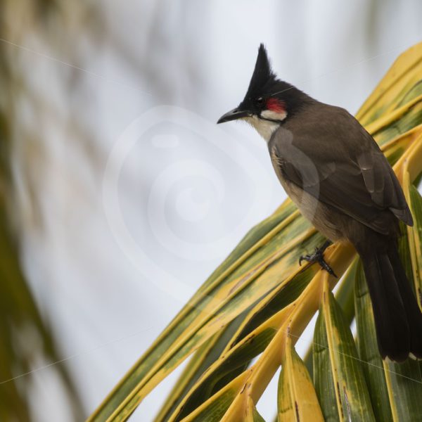 Red-whiskered Bulbul sitting on a palm tree leave - Nature Stock Photo Agency
