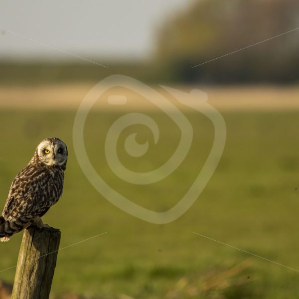 Short-eared owl on a fence - Nature Stock Photo Agency